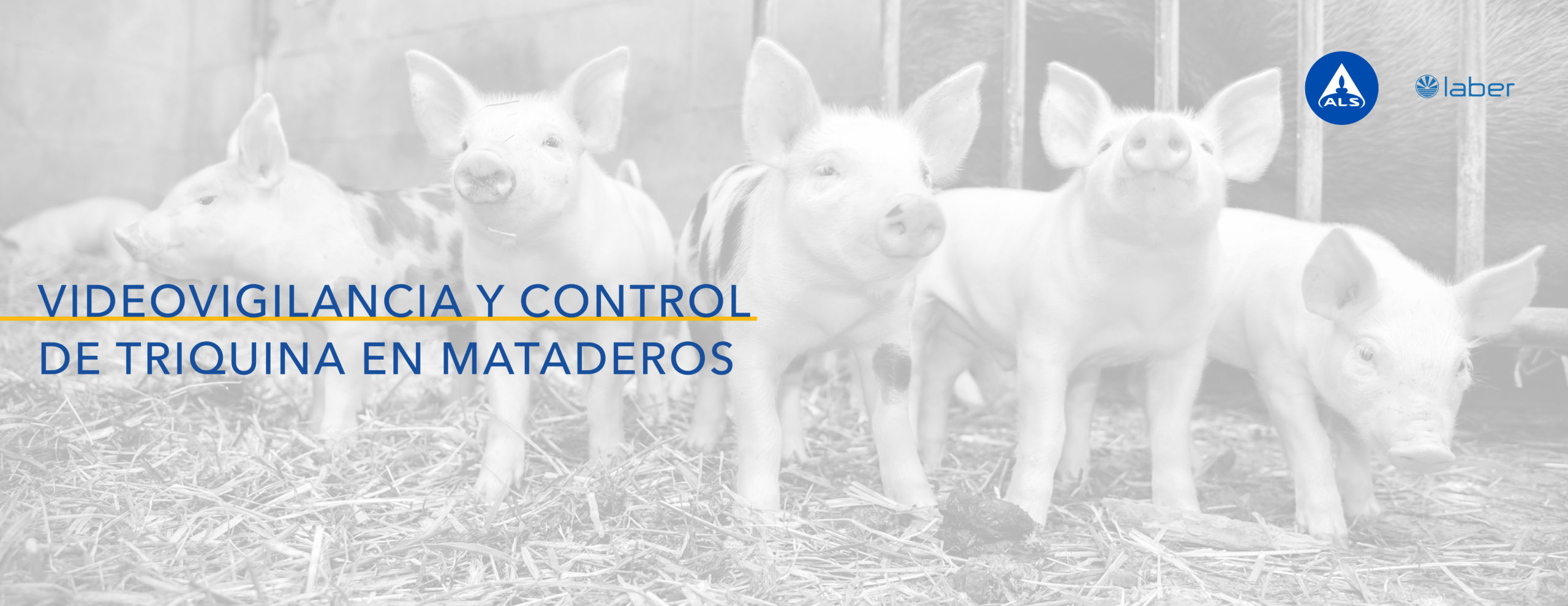 Videovigilancia y control de triquina en mataderos, ALS Galicia, Laber